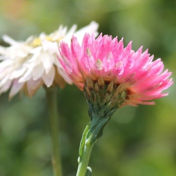 Papiergänseblümchen Giant Flower Mix (Samen)