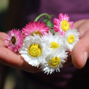 Papiergänseblümchen Giant Flower Mix (Samen)