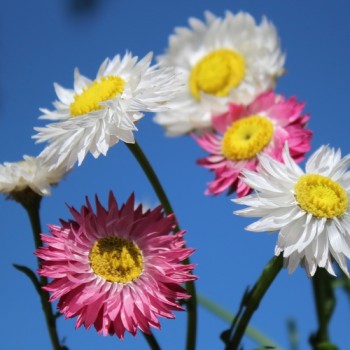 Papiergänseblümchen Giant Flower Mix (Samen)
