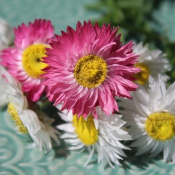 Papiergänseblümchen Giant Flower Mix (Samen)