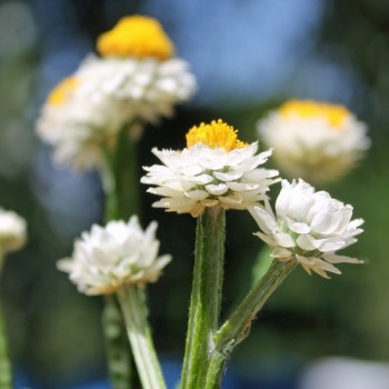 Papierknöpfchen (Samen)