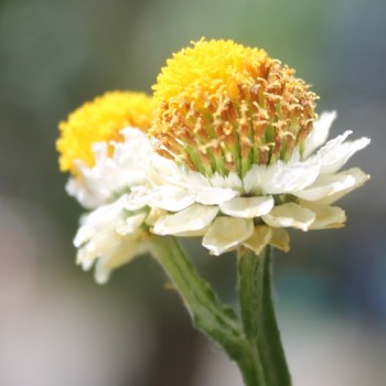 Papierknöpfchen (Samen)