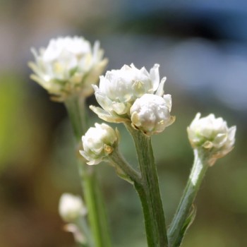 Papierknöpfchen (Samen)
