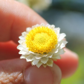 Papierknöpfchen (Samen)