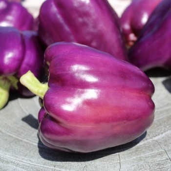 Paprika Amethyst (Samen)