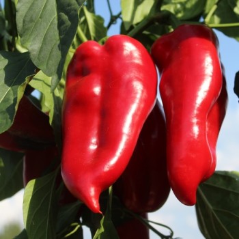 Paprika Capia (Samen)
