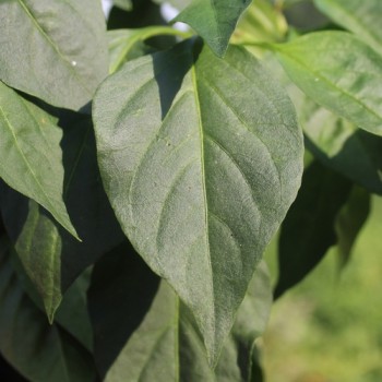 Paprika Capia (Samen)