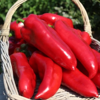 Paprika Capia (Samen)