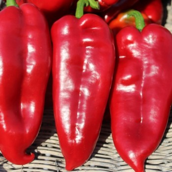 Paprika Capia (Samen)