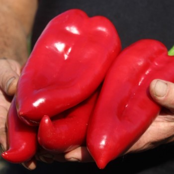 Paprika Capia (Samen)