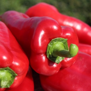 Paprika Capia (Samen)