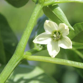 Neu! Paprika Chorizero Chrystal (Samen)