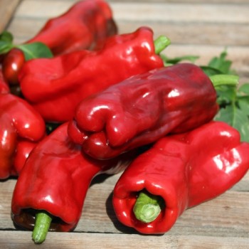 Neu! Paprika Chorizero Chrystal (Samen)