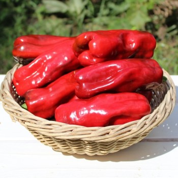 Neu! Paprika Chorizero Chrystal (Samen)