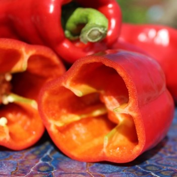 Neu! Paprika Chorizero Chrystal (Samen)