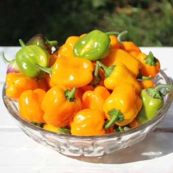 Neu! Paprika Cloe’s Flowers (panaschiert)  (Samen)