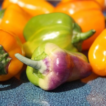 Neu! Paprika Cloe’s Flowers (panaschiert)  (Samen)