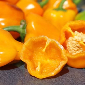 Neu! Paprika Cloe’s Flowers (panaschiert)  (Samen)