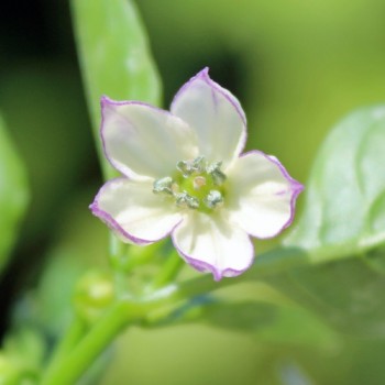 Neu! Paprika Cloe’s Flowers (panaschiert)  (Samen)