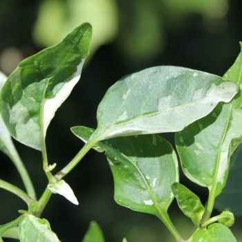 Neu! Paprika Cloe’s Flowers (panaschiert)  (Samen)