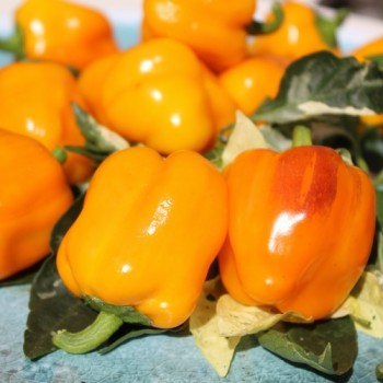 Neu! Paprika Cloe’s Flowers (panaschiert)  (Samen)