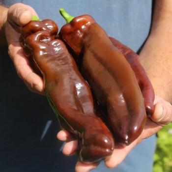 Paprika Corne de Taureau Chocolat (Samen)