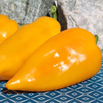 Paprika Corno Giallo (Samen)