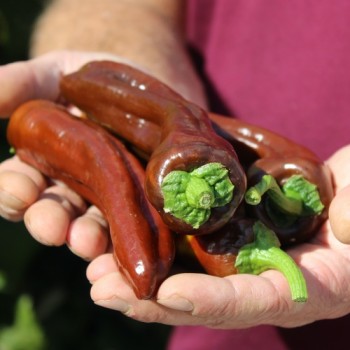 Neu! Paprika Crunshino brown (Samen)