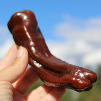 Neu! Paprika Crunshino brown (Samen)