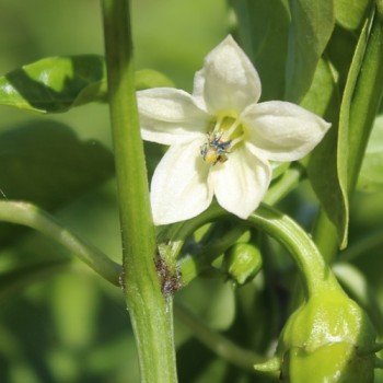 Neu! Paprika Crunshino brown (Samen)