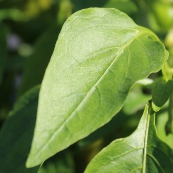 Neu! Paprika Crunshino brown (Samen)