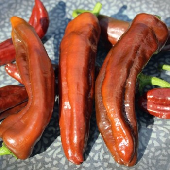 Neu! Paprika Crunshino brown (Samen)