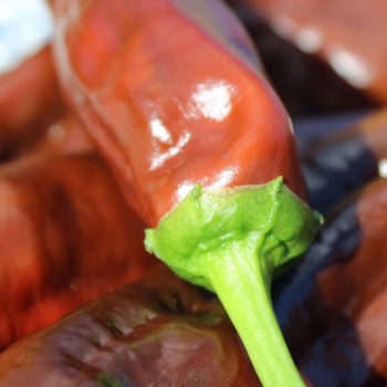 Neu! Paprika Crunshino brown (Samen)