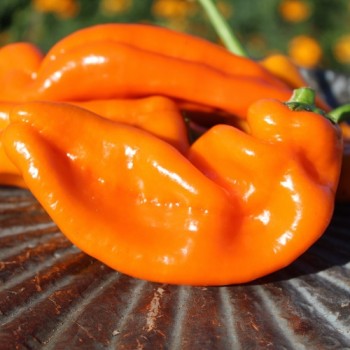 Neu! Paprika Crunshino orange (Samen)