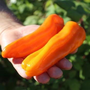 Neu! Paprika Crunshino orange (Samen)
