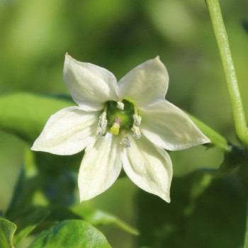 Neu! Paprika Crunshino orange (Samen)