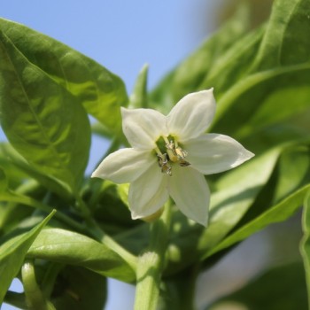 Neu! Paprika Cubanelle (freilandgeeignet) (Samen)