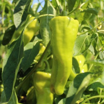 Neu! Paprika Cubanelle (freilandgeeignet) (Samen)
