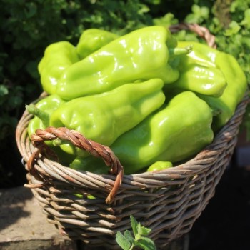 Neu! Paprika Cubanelle (freilandgeeignet) (Samen)