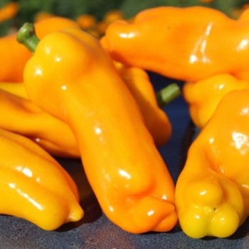 Neu! Paprika Damu Prieks (Samen)