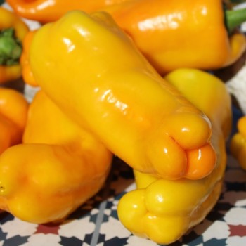 Neu! Paprika Damu Prieks (Samen)