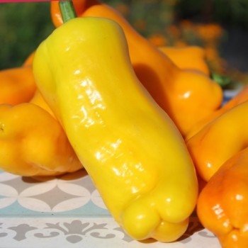 Neu! Paprika Damu Prieks (Samen)