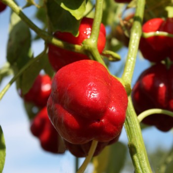 Paprika Dolma Kandil (Samen)