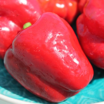 Paprika Dolma Kandil (Samen)