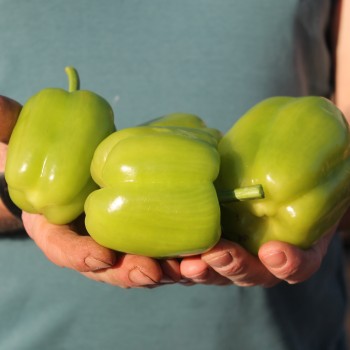 Paprika Dolma Kandil (Samen)
