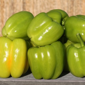 Paprika Dolma Kandil (Samen)