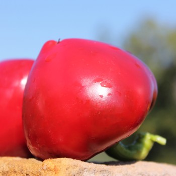 Paprika Dumas (freilandgeeignet) (Samen)