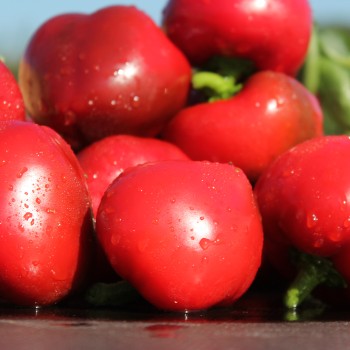 Paprika Dumas (freilandgeeignet) (Samen)
