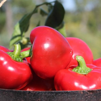 Paprika Dumas (freilandgeeignet) (Samen)