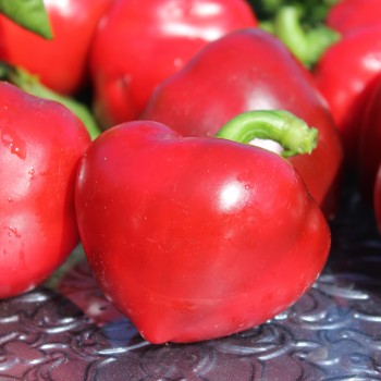 Paprika Dumas (freilandgeeignet) (Samen)